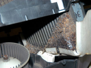 Dirty dodge Ram A/C evaporator.